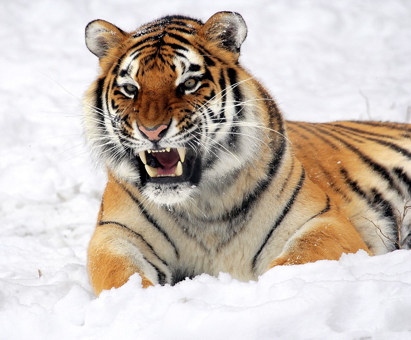 красивое фото тигра
